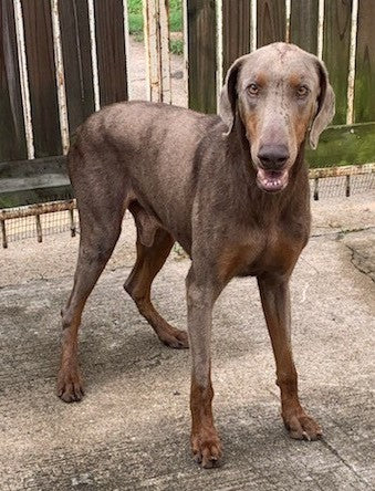 Duke