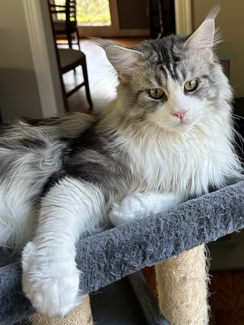 Meet Liam! - ADOPTED!