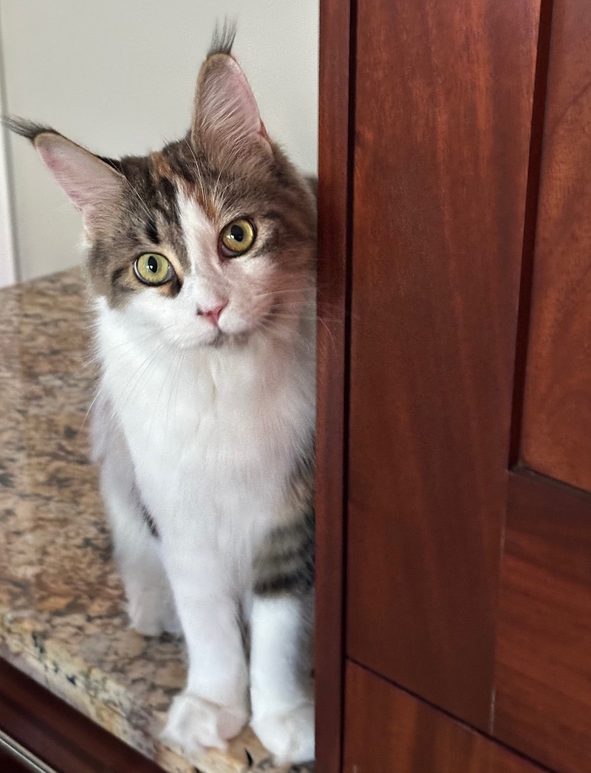 Meet Zoey! - ADOPTED!