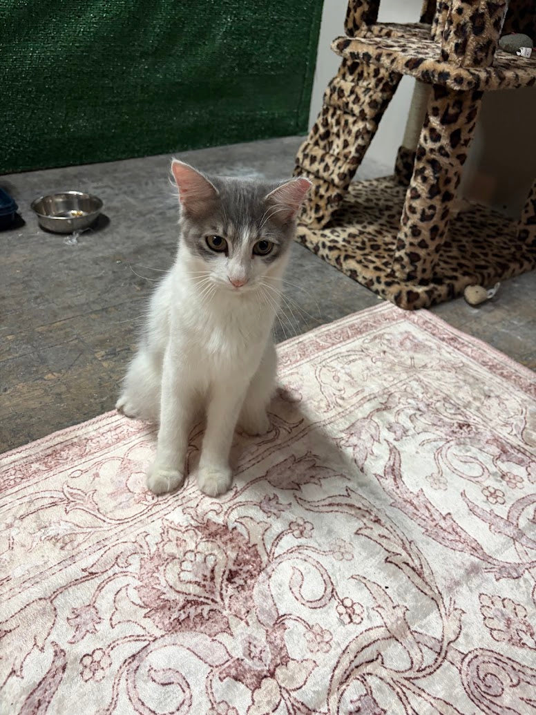 Loki