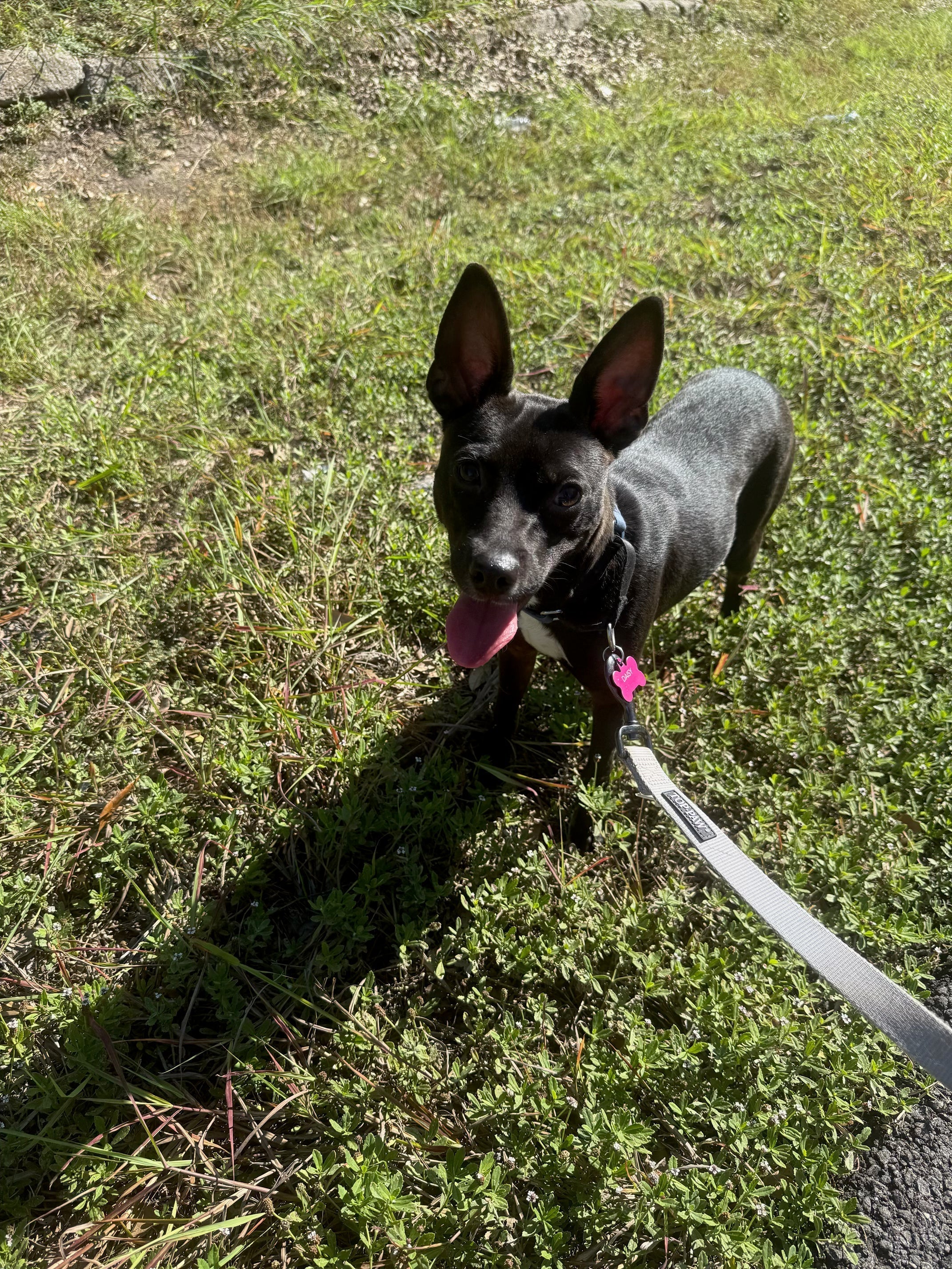 Daisy
