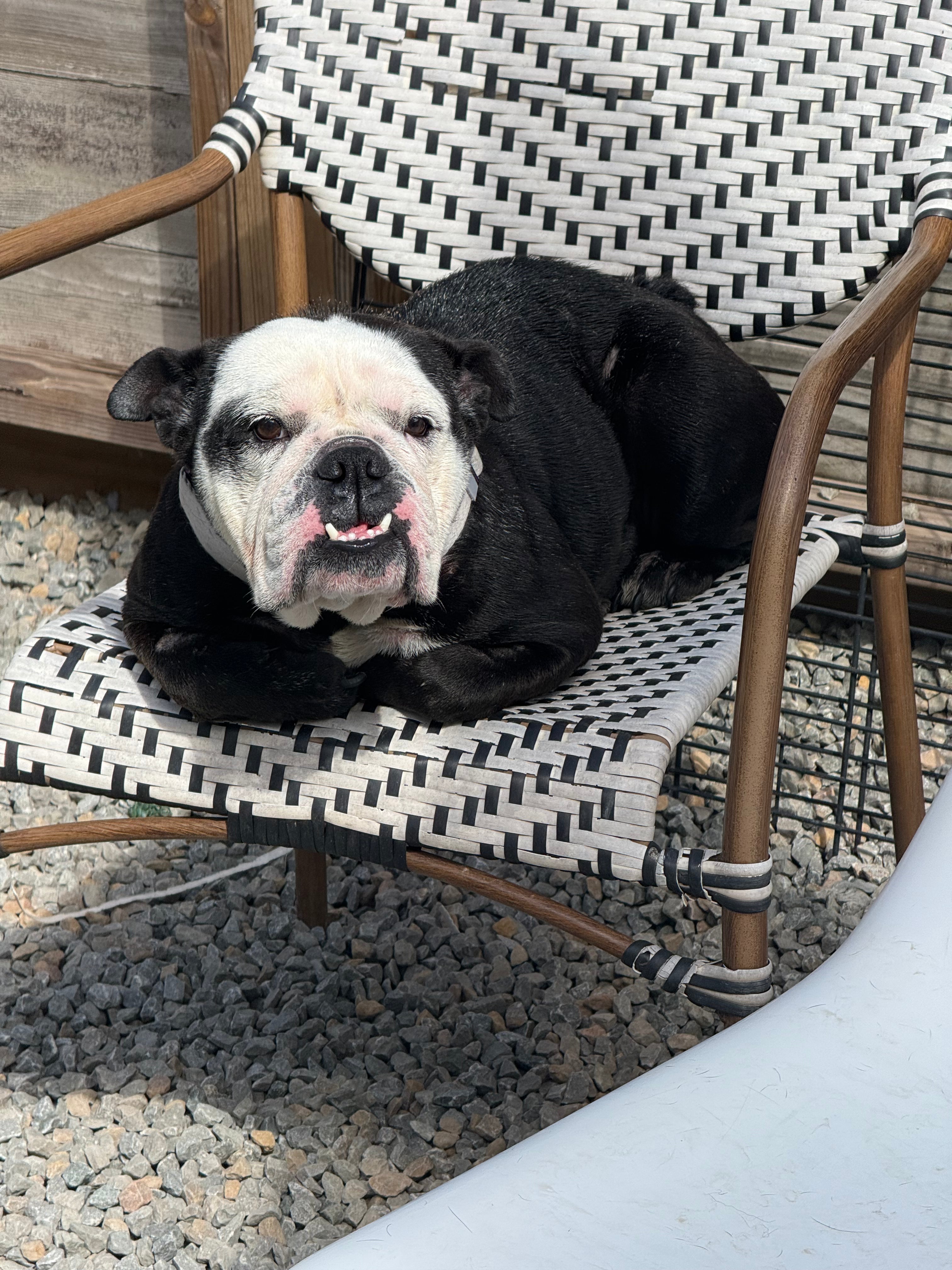 Panda - Has been adopted!