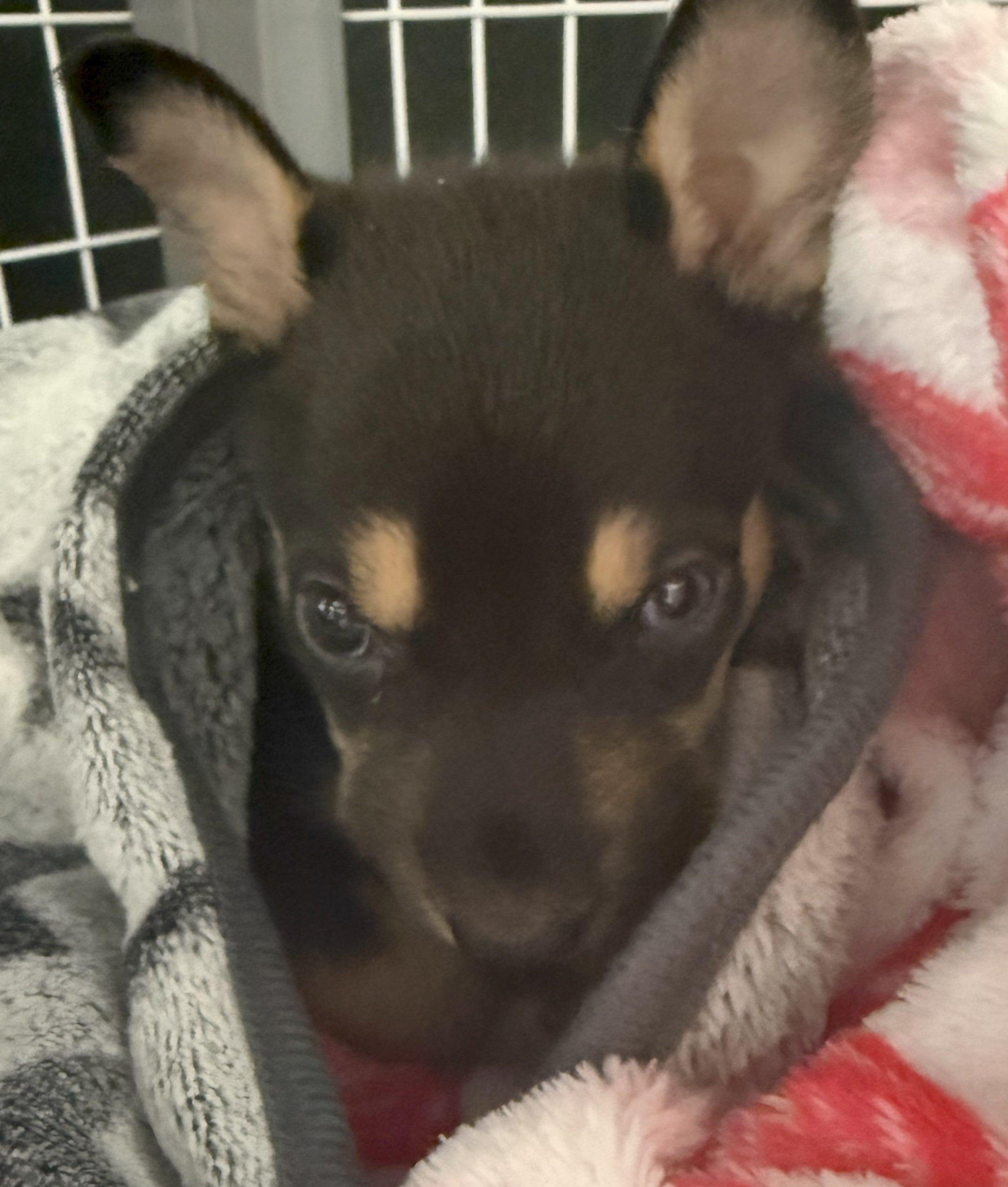 Hikari - Has Been Adopted!