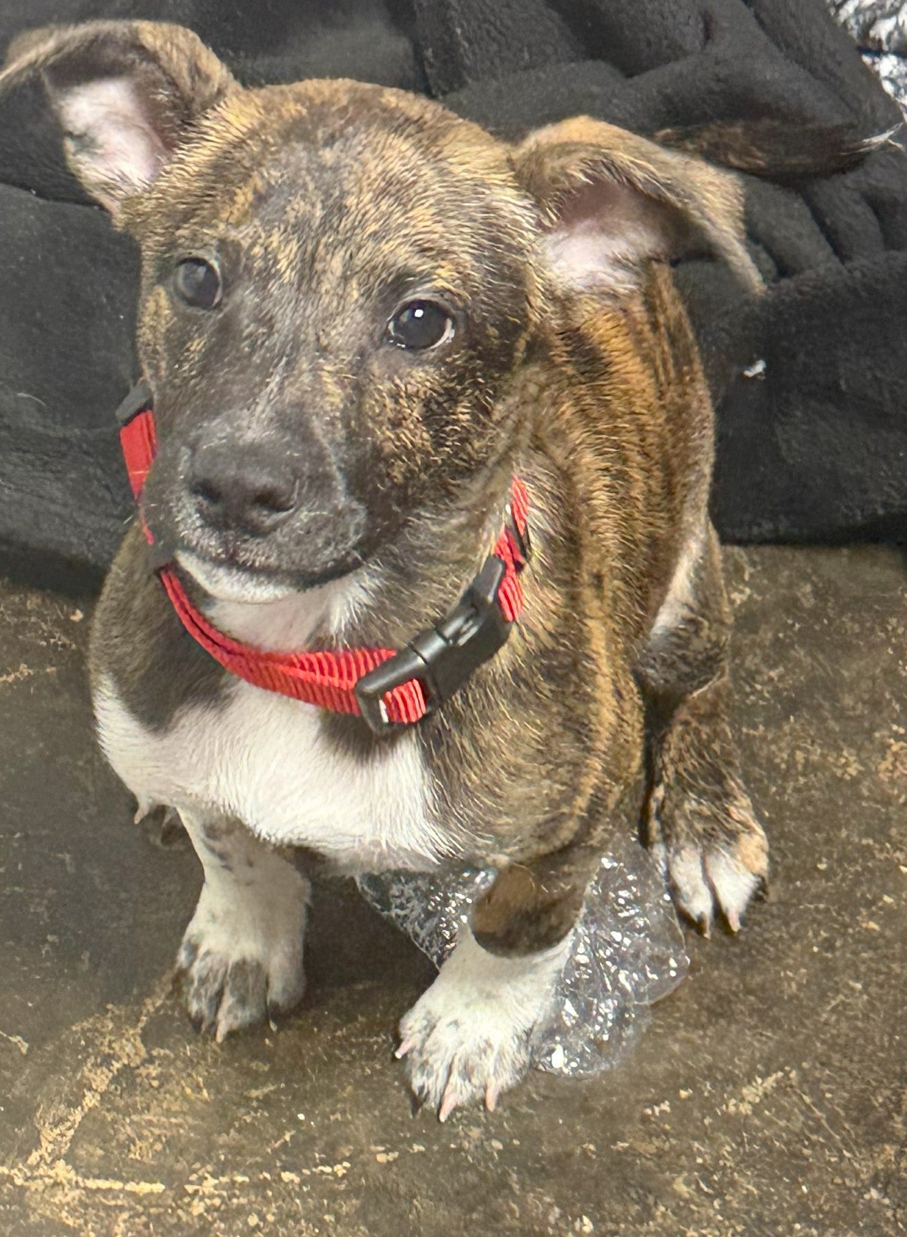 Apollo - Has Been Adopted!