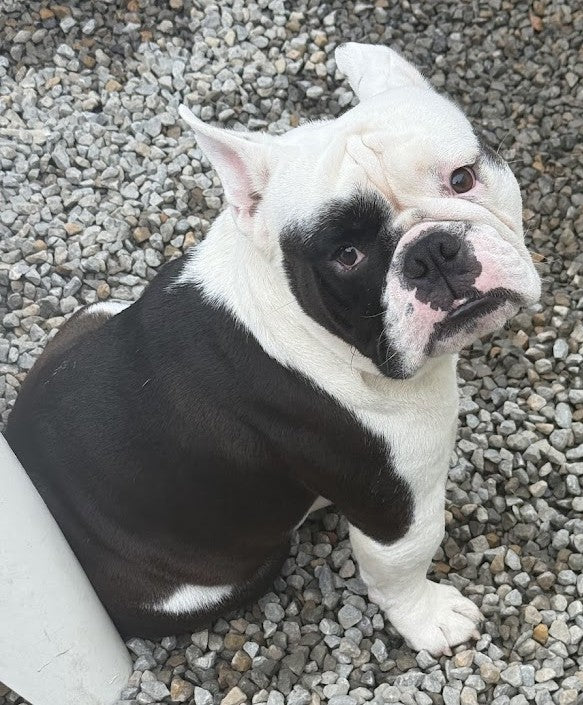 Tiny - Has been adopted!