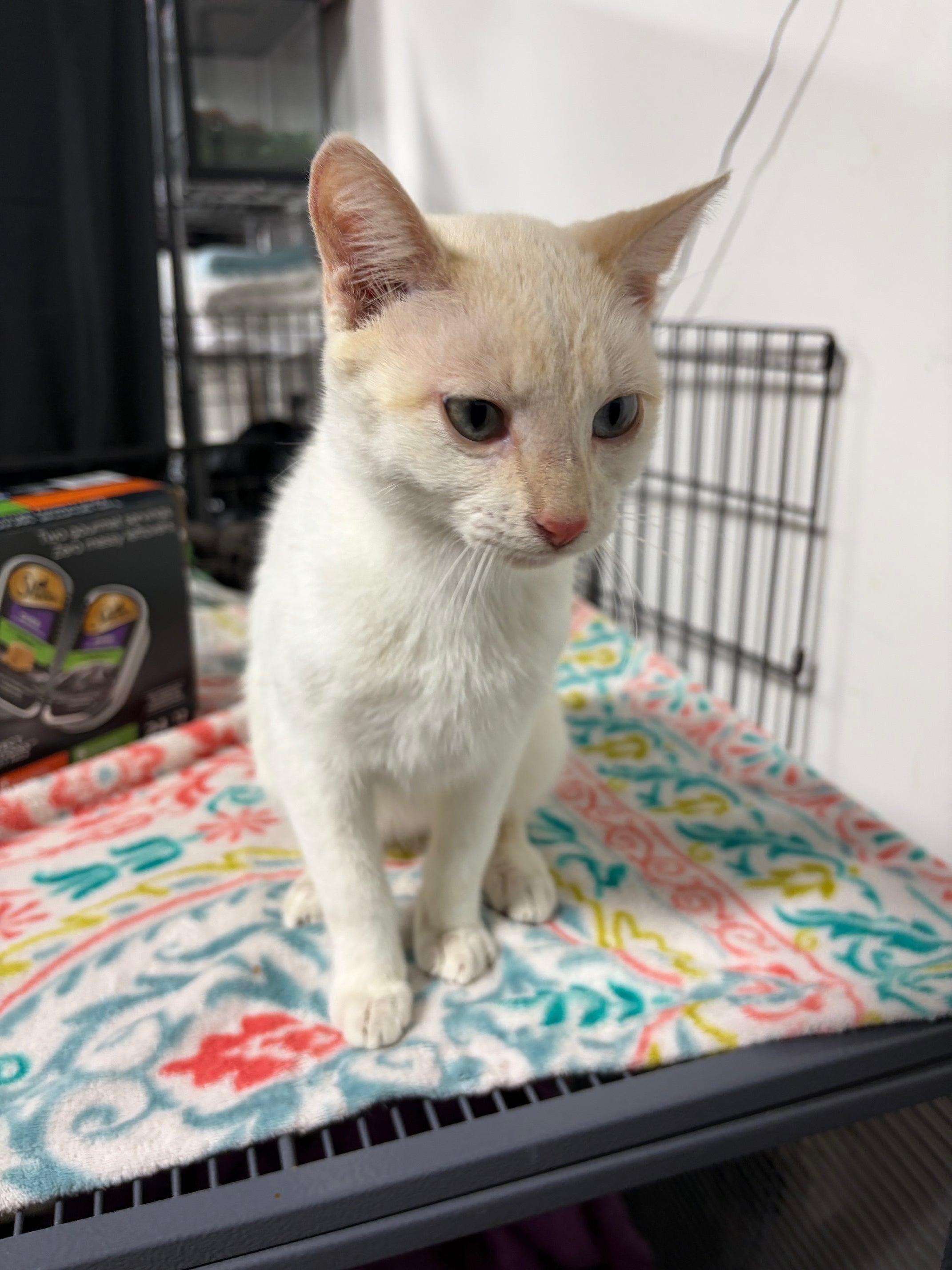 Meet Leo! - ADOPTED!