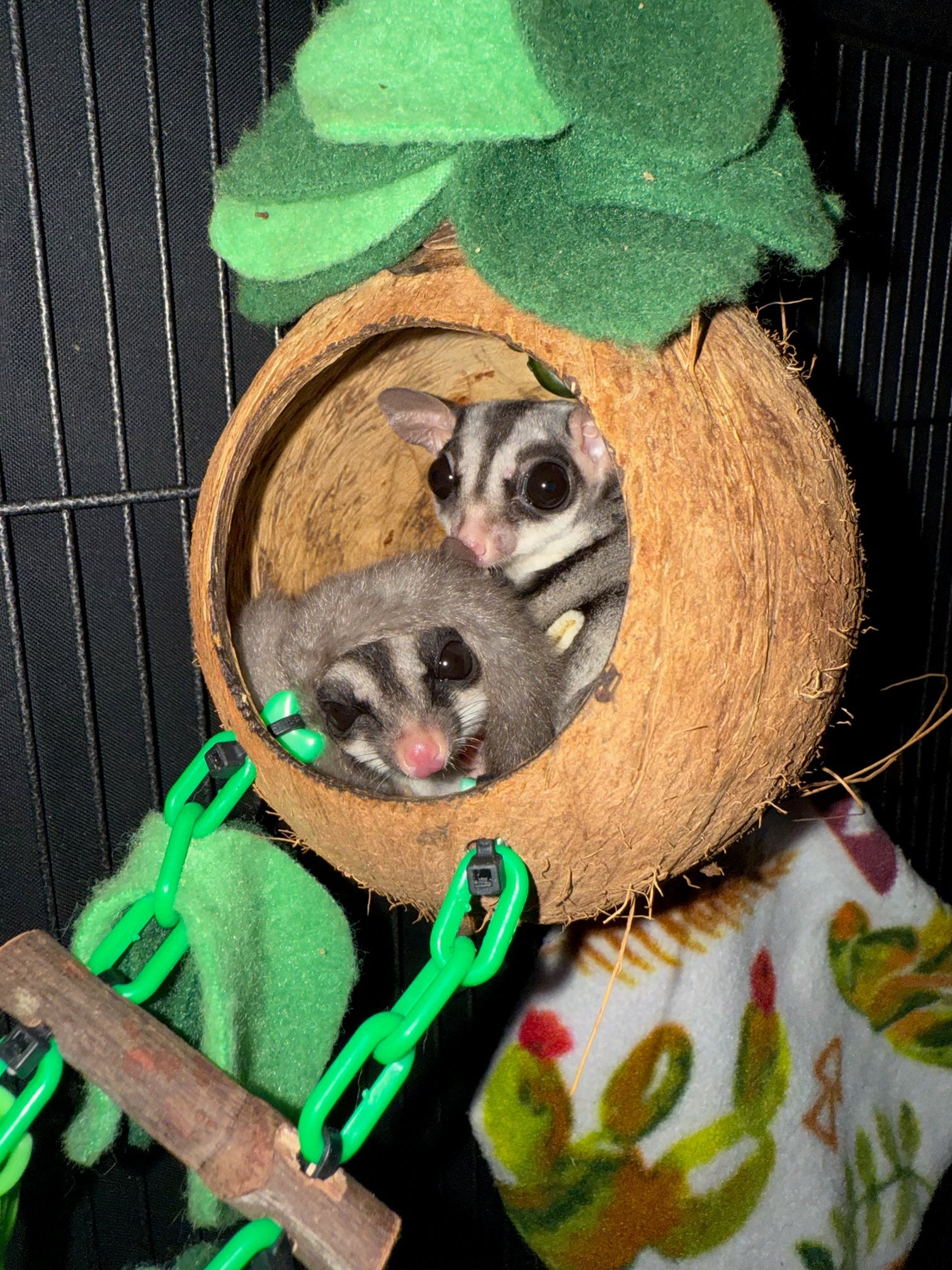 Bonded Pair of Sugar Gliders! - Adopted
